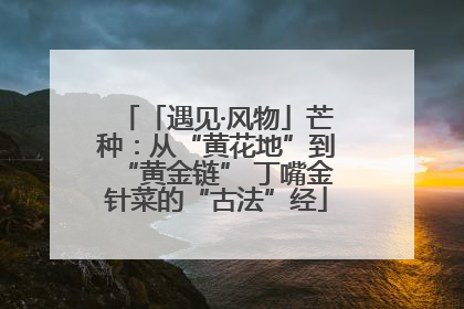 「遇见·风物」芒种：从“黄花地”到“黄金链” 丁嘴金针菜的“古法”经