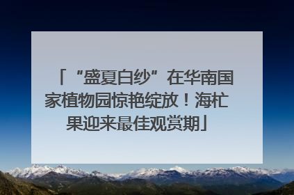 “盛夏白纱”在华南国家植物园惊艳绽放！海杧果迎来最佳观赏期