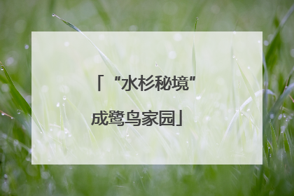 “水杉秘境”成鹭鸟家园