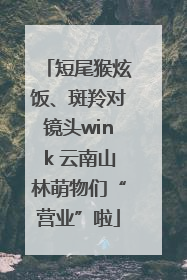 短尾猴炫饭、斑羚对镜头wink 云南山林萌物们“营业”啦