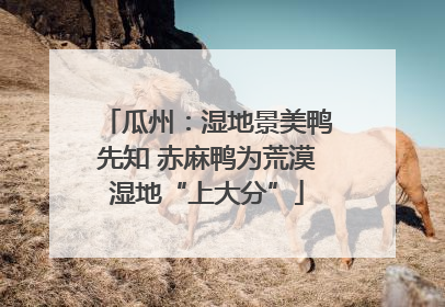 瓜州：湿地景美鸭先知 赤麻鸭为荒漠湿地“上大分”