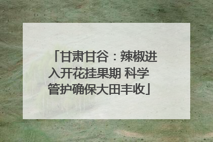 甘肃甘谷：辣椒进入开花挂果期 科学管护确保大田丰收