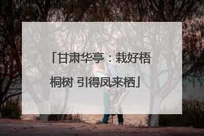 甘肃华亭：栽好梧桐树 引得凤来栖