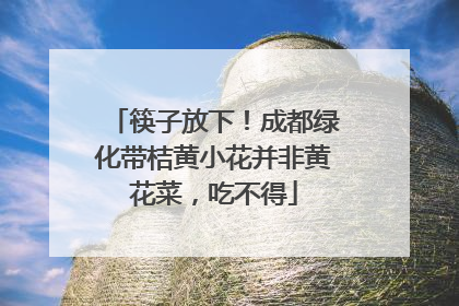 筷子放下！成都绿化带桔黄小花并非黄花菜，吃不得