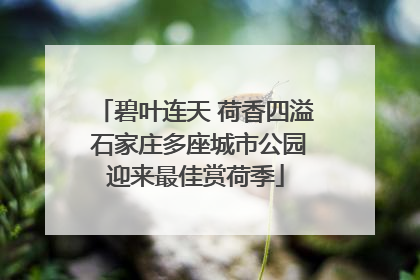碧叶连天 荷香四溢 石家庄多座城市公园迎来最佳赏荷季