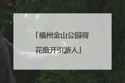 福州金山公园荷花盛开引游人