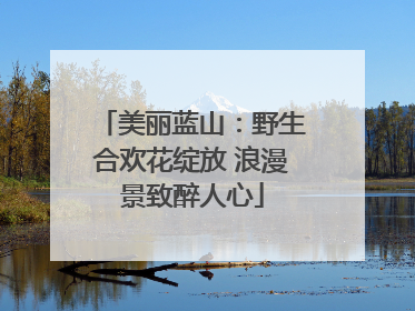 美丽蓝山：野生合欢花绽放 浪漫景致醉人心