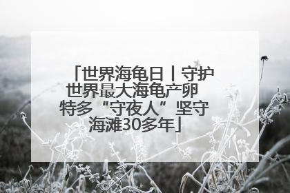 世界海龟日丨守护世界最大海龟产卵 特多“守夜人”坚守海滩30多年