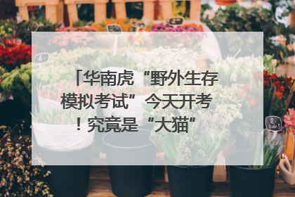 华南虎“野外生存模拟考试”今天开考！究竟是“大猫” 还是顶级猎食者？