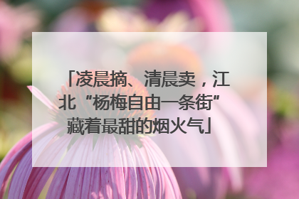 凌晨摘、清晨卖，江北“杨梅自由一条街”藏着最甜的烟火气