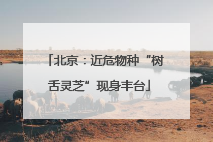 北京：近危物种“树舌灵芝”现身丰台