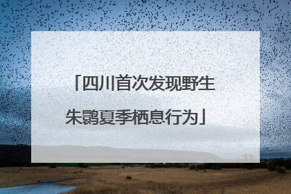 四川首次发现野生朱鹮夏季栖息行为