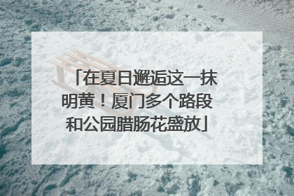 在夏日邂逅这一抹明黄！厦门多个路段和公园腊肠花盛放