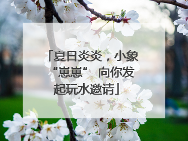 夏日炎炎，小象“崽崽” 向你发起玩水邀请