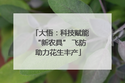 大悟：科技赋能“新农具” 飞防助力花生丰产