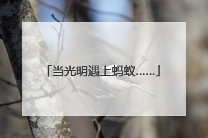 当光明遇上蚂蚁……
