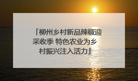 柳州乡村新品辣椒迎采收季 特色农业为乡村振兴注入活力