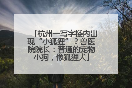 杭州一写字楼内出现“小狐狸”？兽医院院长：普通的宠物小狗，像狐狸犬