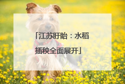 江苏盱眙：水稻插秧全面展开