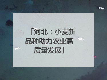 河北：小麦新品种助力农业高质量发展