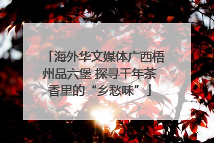 海外华文媒体广西梧州品六堡 探寻千年茶香里的“乡愁味”