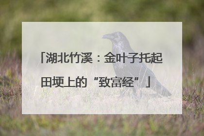 湖北竹溪：金叶子托起田埂上的“致富经”