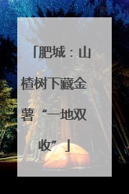 肥城：山楂树下藏金薯“一地双收”