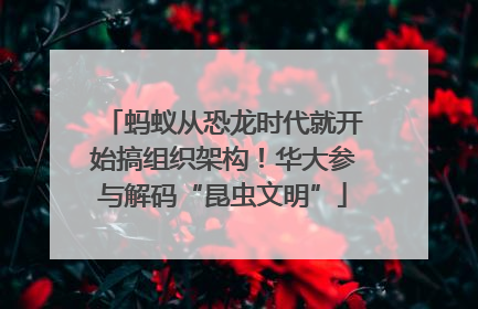 蚂蚁从恐龙时代就开始搞组织架构！华大参与解码“昆虫文明”