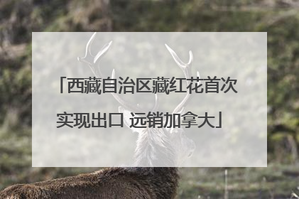 西藏自治区藏红花首次实现出口 远销加拿大