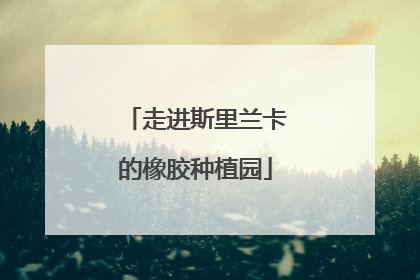 走进斯里兰卡的橡胶种植园
