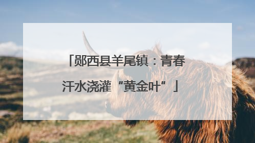 郧西县羊尾镇：青春汗水浇灌“黄金叶”