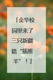 金华校园里来了三只新疆籍“插班羊”！