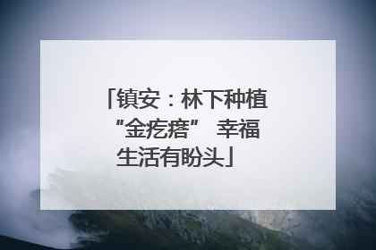 镇安：林下种植“金疙瘩” 幸福生活有盼头