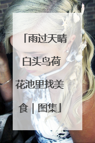 雨过天晴 白头鸟荷花池里找美食｜图集