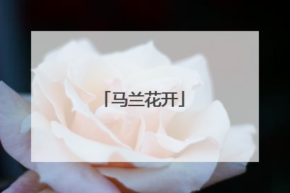马兰花开