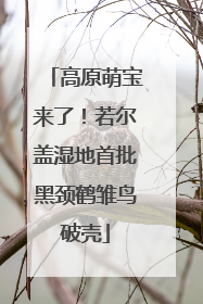 高原萌宝来了！若尔盖湿地首批黑颈鹤雏鸟破壳