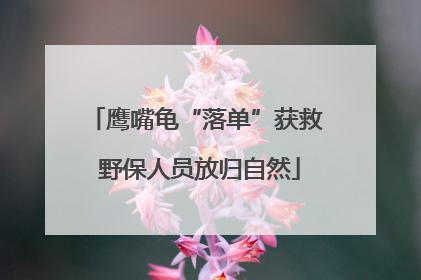 鹰嘴龟“落单”获救 野保人员放归自然