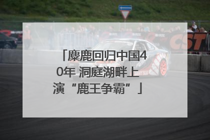 麋鹿回归中国40年 洞庭湖畔上演“鹿王争霸”