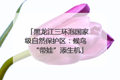 黑龙江三环泡国家级自然保护区：候鸟“带娃”添生机