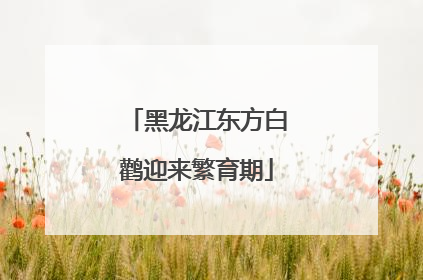 黑龙江东方白鹳迎来繁育期