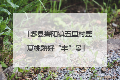 黟县碧阳镇五里村盛夏桃熟好“丰”景